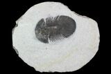 Bargain, Scabriscutellum Trilobite - Morocco #100688-1